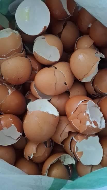 Collected eggshells