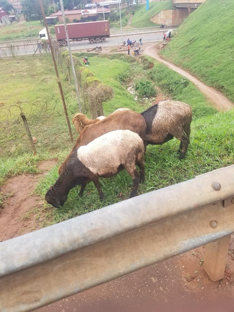 Sheep grazing on a roadside slope near a flyover