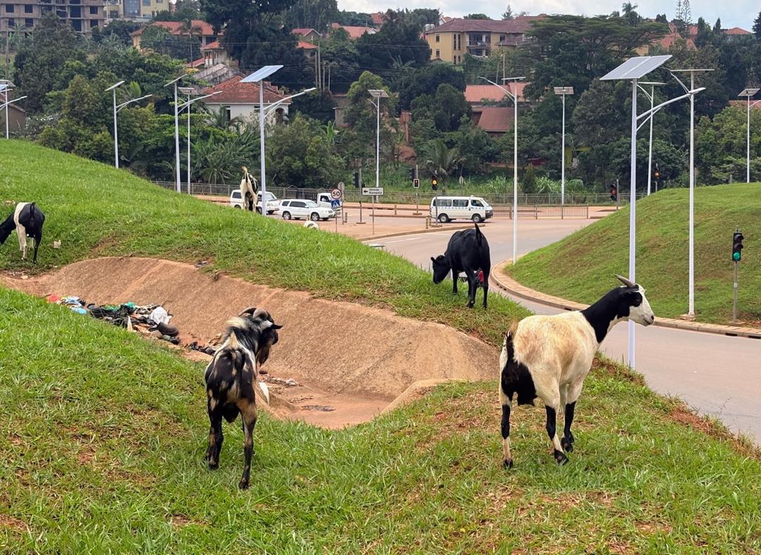 Goats grazing on a green embankment beside a Kampala junction